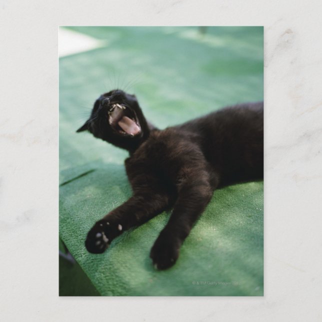 Carte Postale Un chat qui bâille. (Devant)