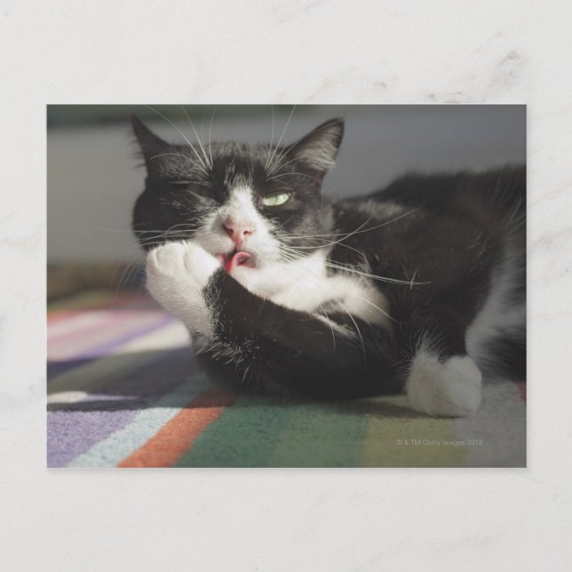 Carte Postale Un chat qui lèche c'est paw (Devant)
