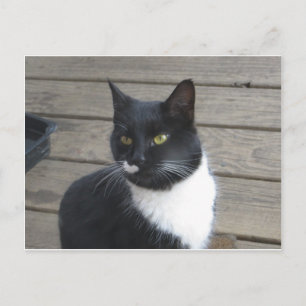 Carte Postale Un chat Tuxedo