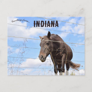 Carte Postale Un cheval à Columbus Indiana