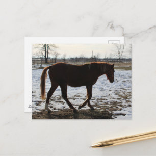 Carte Postale Un cheval en hiver
