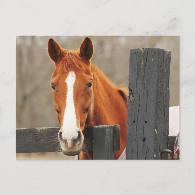 Carte Postale Un Cheval Portant Une Couverture À La Pointe Du Co (Devant)