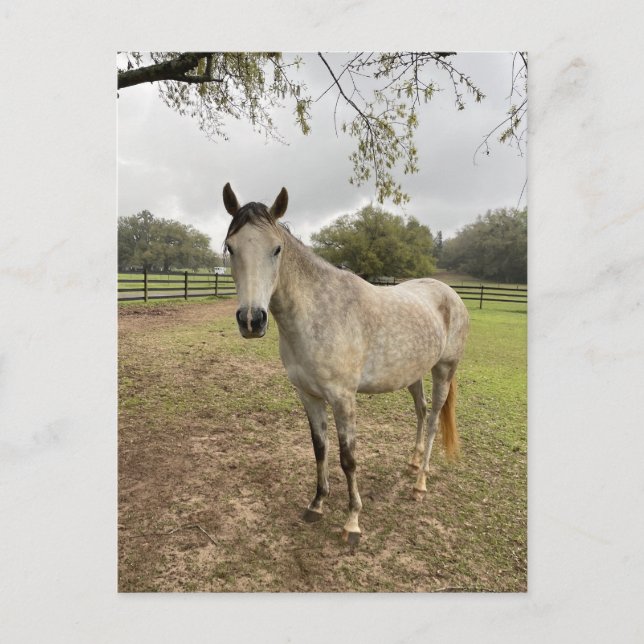 Carte Postale Un cheval près d'un pâturage  (Devant)