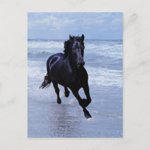 Carte Postale Un cheval sauvage et libre
