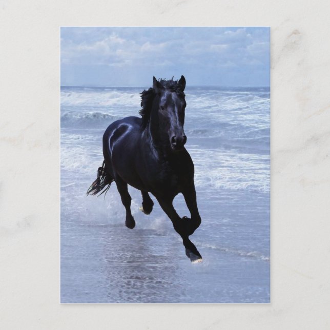 Carte Postale Un cheval sauvage et libre (Devant)