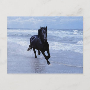 Carte Postale Un cheval sauvage et libre