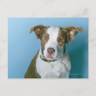 Carte Postale Un chien