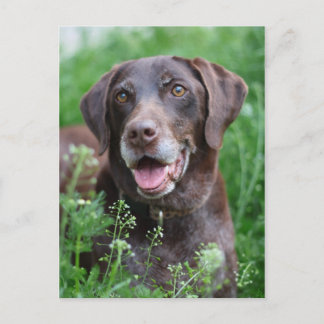 Carte Postale Un chien de pointer allemand à cheveux courts dans