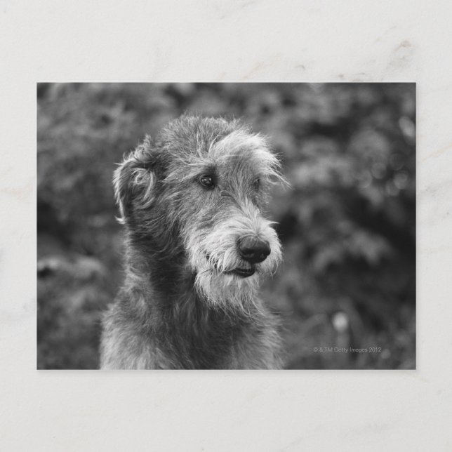 Carte Postale Un chien dehors. (Devant)