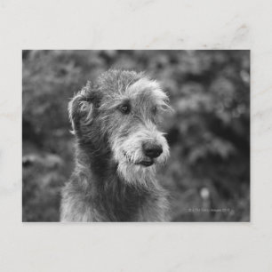 Carte Postale Un chien dehors.