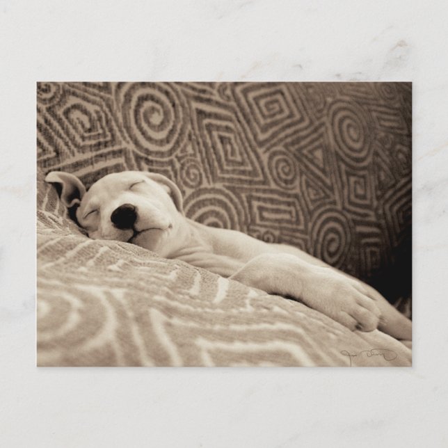 Carte Postale Un chien fatigué (Devant)