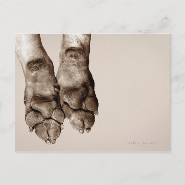 Carte Postale Un chien pattes (Devant)