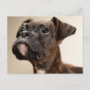 Carte Postale Un chiot de Brindle Boxer qui regarde curieusement