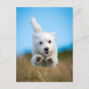 Carte Postale Un Chiot De Terrier De L'Ouest Mignonne Courant