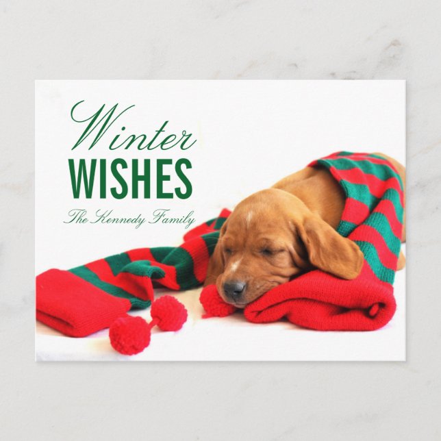 Carte Postale Un chiot mixte de Vizsla (Devant)