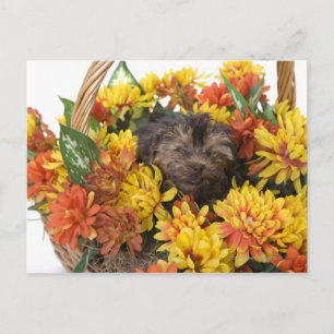 Carte Postale Un chiot Yorkie-Poo dans un panier artificiel