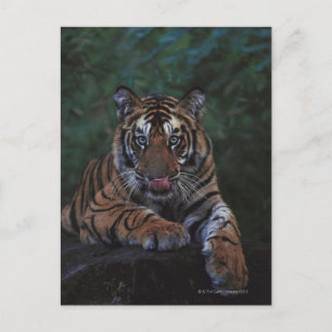 Carte Postale Un club de tigres se remet sur le rocher