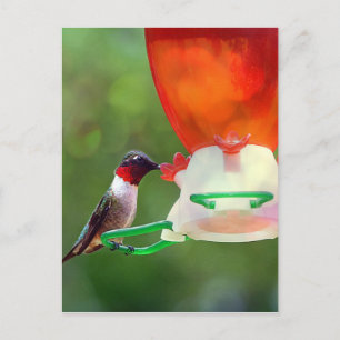 Carte Postale Un colibri à gorge rubis