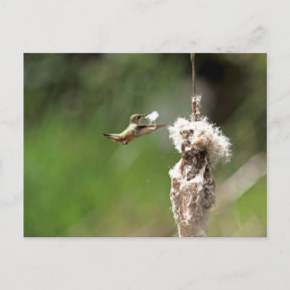 Carte Postale Un colibri construit un nid