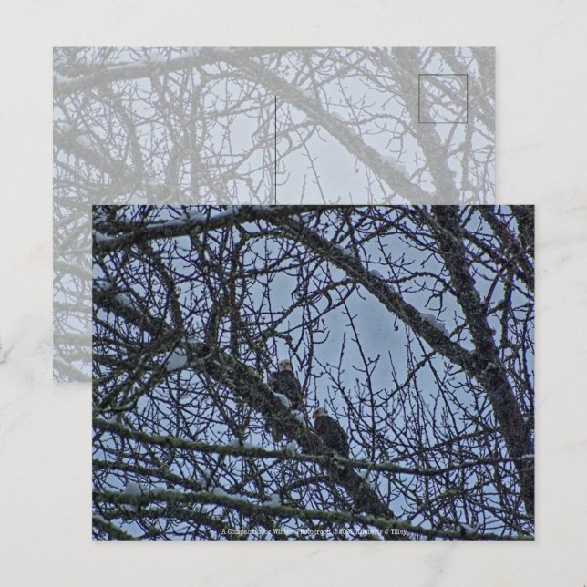 Carte Postale Un compagnon pour l'hiver (Devant / Derrière)