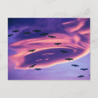 Un composite photographique de grues du Canada en 