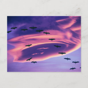 Carte Postale Un composite photographique de grues du Canada en