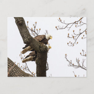 Carte Postale Un couple d'aigle heureux