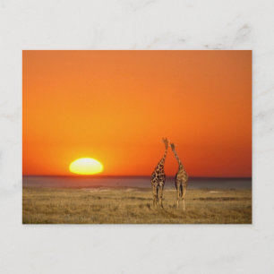 Carte Postale Un couple de girafes marche vers le coucher du sol