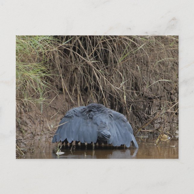 Carte Postale Un couvert de Héron Noir alimentant (Devant)