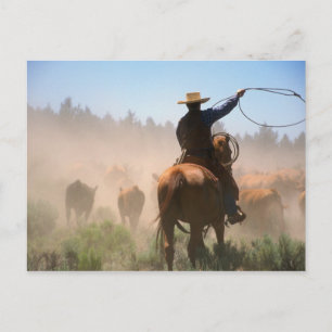 Carte Postale Un cow-boy travaillant le troupeau dans un élevage