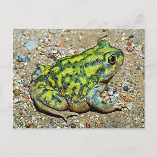 Carte Postale Un crapaud à pieds nus (Devant)