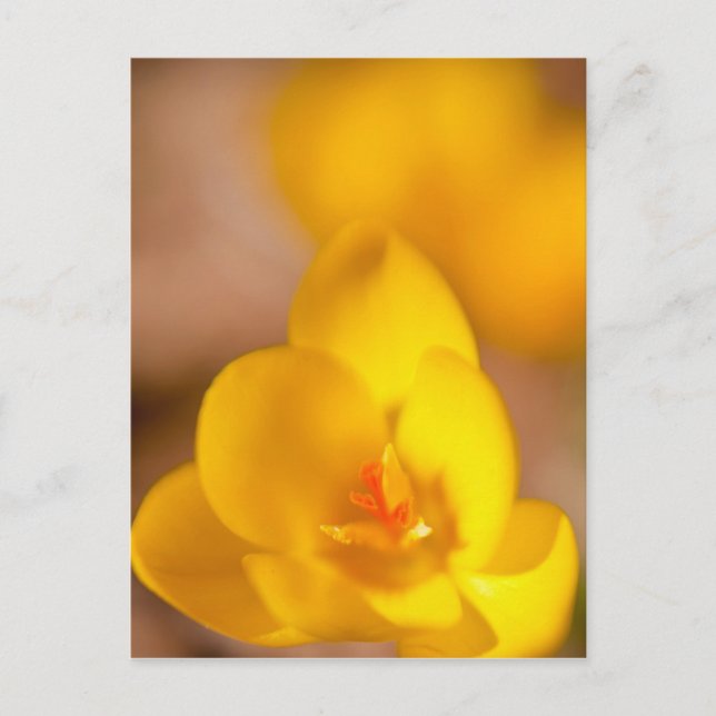 Carte Postale Un crocus jaune fleurit à Portsmouth, New (Devant)