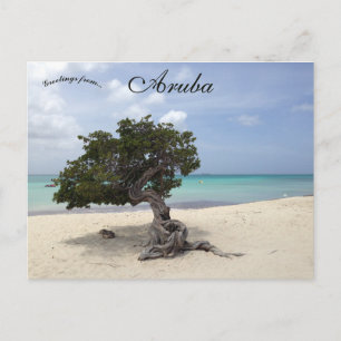 Carte Postale Un Divi Divi Tree sur Eagle Beach à Aruba