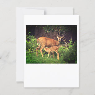 Carte Postale Un doe et son père