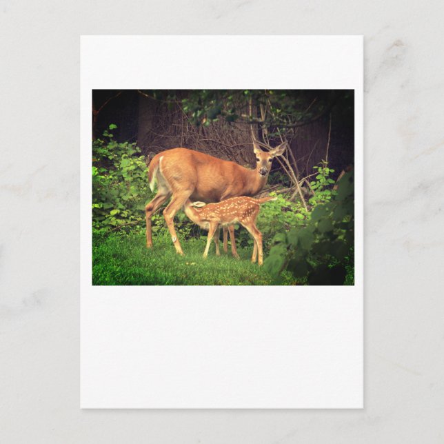 Carte Postale Un doe et son père (Devant)