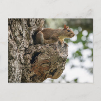 Carte Postale Un écureuil curieux perché sur la poignée d'un arb
