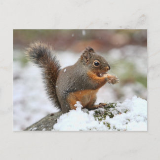 Carte Postale Un écureuil mignon dans la neige Photo