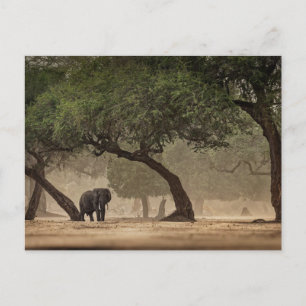 Carte Postale Un éléphant africain dans la forêt, Zimbabwe
