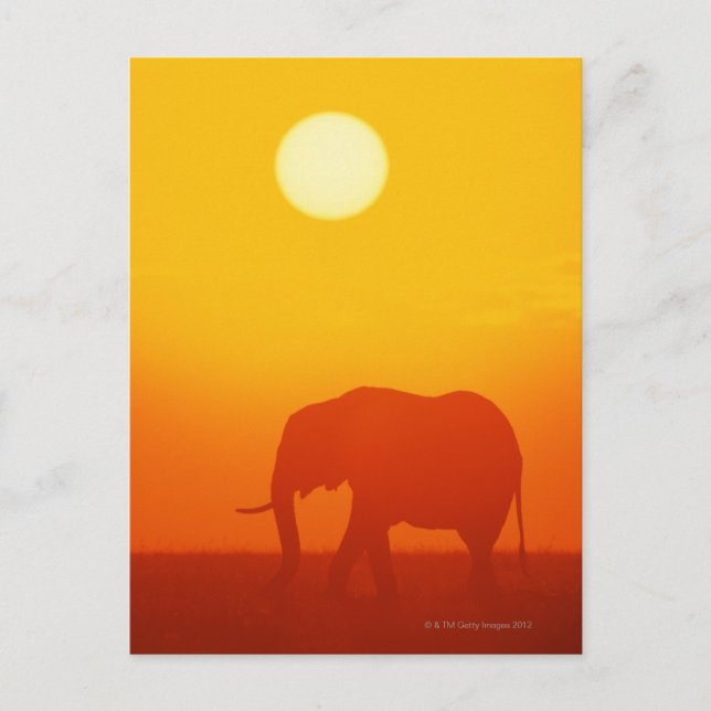 Carte Postale Un éléphant africain se promène au coucher du sole (Devant)
