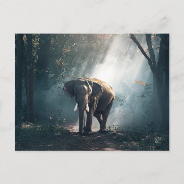 Carte Postale Un éléphant asiatique dans un défrichement éclairé (Devant)