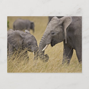 Carte Postale Un éléphant d'Afrique paissant dans les champs