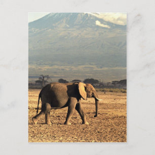 Carte Postale Un éléphant devant le Kilimandjaro