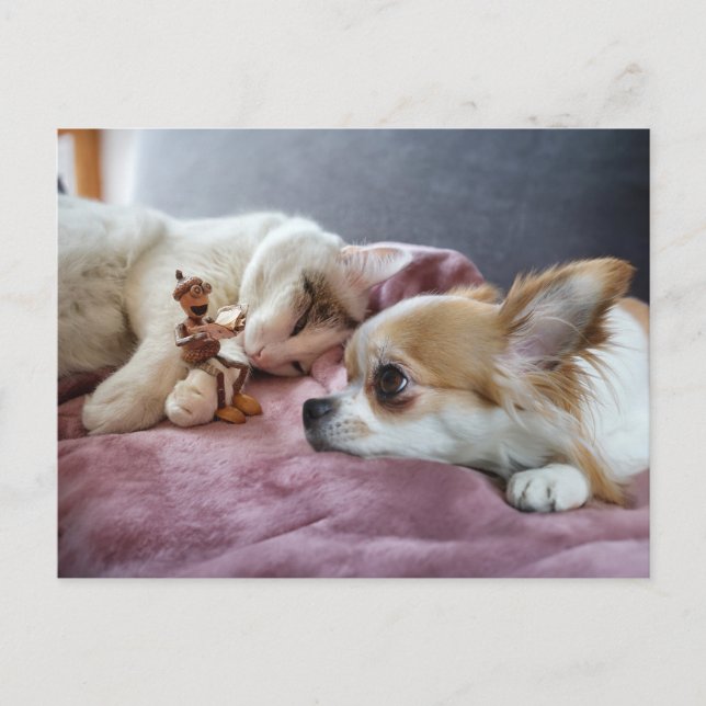 Carte Postale Un elfe d'Acorn lit un conte de fées à un chien et (Devant)