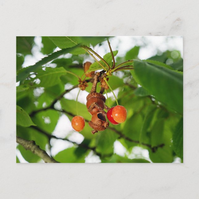 Carte Postale Un elfe de cacre mange des cerises comme une chauv (Devant)