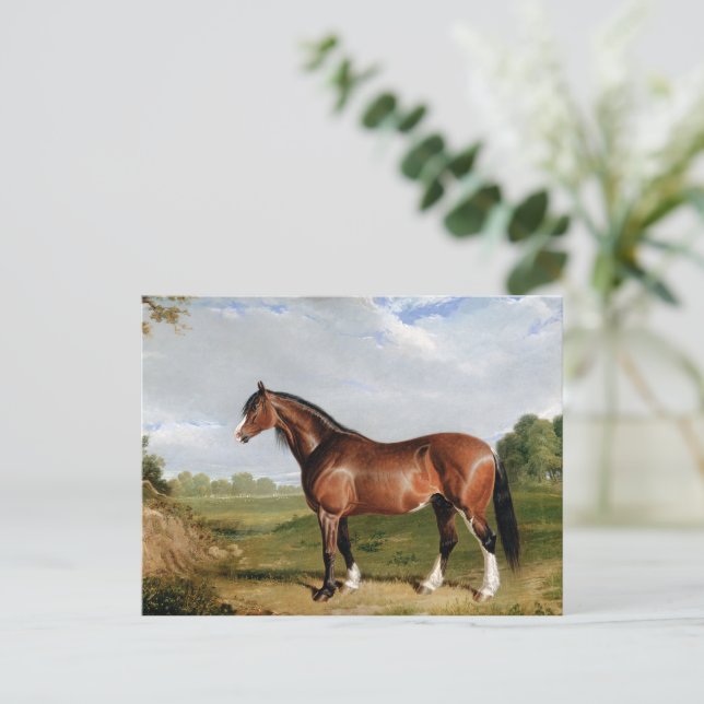 Carte Postale Un étalon Clydesdale (Debout devant)