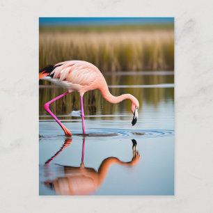 Carte Postale Un Flamant rose rose qui voit sa réflexion dans l'