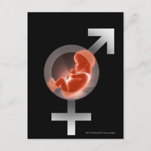 Carte Postale Un foetus surélevé par rapport aux symboles mâles