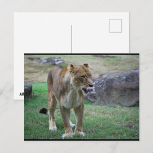 Carte Postale Un goût de la nature sauvage