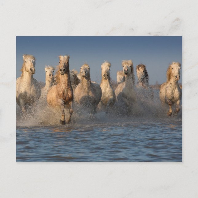 Carte Postale Un Groupe De Chevaux Blancs En Camargue (Devant)
