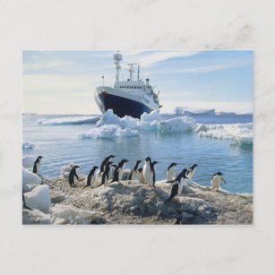 Carte Postale Un groupe de pingouins se tenant sur une plage